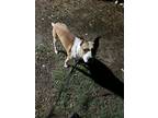 Adopt Kobe a Tan/Yellow/Fawn - with Black Jack Russell Terrier / Mixed dog in