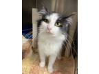 Adopt Starr a Black & White or Tuxedo Domestic Mediumhair (medium coat) cat in