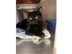 Adopt Binx a All Black Domestic Shorthair (short coat) cat in Chippewa Falls