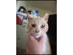Adopt Orange juice a Orange or Red Tabby Tabby / Mixed (short coat) cat in