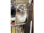 Adopt Bernadette a Tan or Fawn Siamese (short coat) cat in Roseville