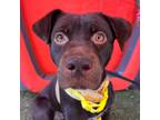 Adopt Koda a Brown/Chocolate Labrador Retriever / Beagle / Mixed dog in