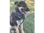 Adopt Baker a Black - with Tan, Yellow or Fawn German Shepherd Dog / Mixed dog