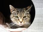 Adopt Shasta a Brown Tabby Domestic Shorthair / Mixed (short coat) cat in