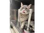 Adopt Smoke a Calico or Dilute Calico Domestic Shorthair (short coat) cat in