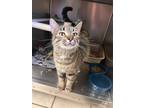 Adopt Miss Nosey a Brown Tabby Domestic Shorthair (short coat) cat in Chippewa