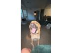 Adopt Moose a Tan/Yellow/Fawn Golden Retriever / German Shepherd Dog / Mixed dog