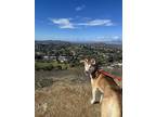 Adopt Olive a Red/Golden/Orange/Chestnut - with White Husky / Mixed dog in Twin