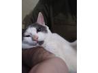 Adopt Coda a Black & White or Tuxedo American Shorthair / Mixed (short coat) cat