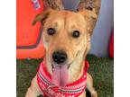 Adopt Trixie a Tan/Yellow/Fawn Labrador Retriever / Mixed Breed (Medium) / Mixed