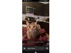 Adopt Ty Lee a Tan or Fawn Tabby American Shorthair / Mixed (short coat) cat in