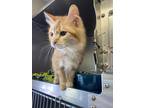 Adopt Simba a Orange or Red Tabby Domestic Mediumhair (medium coat) cat in
