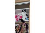 Adopt Mocha a Brown or Chocolate Domestic Longhair / Mixed (medium coat) cat in