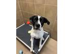 Adopt Roxy a Pit Bull Terrier / Boxer / Mixed dog in Lincoln, NE (41470814)