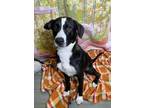 Adopt Hermes a Border Collie / Mixed dog in LAFAYETTE, LA (41470765)