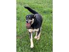Adopt Blue a Black - with Tan, Yellow or Fawn German Shepherd Dog / Labrador