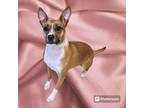 Adopt Roulette a Brown/Chocolate - with White Jack Russell Terrier / Mixed dog