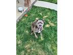 Adopt Nova a Gray/Blue/Silver/Salt & Pepper American Pit Bull Terrier / Mixed
