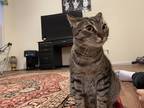Adopt Ube a Gray or Blue Tabby (short coat) cat in Vancouver, WA (41470561)