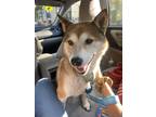 Adopt Sasha a Red/Golden/Orange/Chestnut - with White Shiba Inu / Mixed dog in