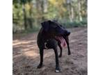 Adopt Harley Quinn a Black Labrador Retriever, Mixed Breed