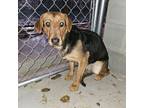 Adopt Ethal a Basset Hound