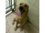 Adopt Lucy a German Shepherd Dog