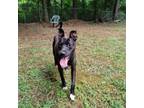 Adopt Dakota - Shaniqua a Black Labrador Retriever