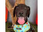 Adopt Prince a Black - with White Labrador Retriever / Mixed Breed (Large) /