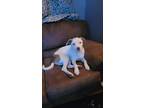 Adopt Rica a White - with Brown or Chocolate American Pit Bull Terrier / Mixed