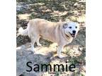 Adopt Sammie a Labrador Retriever, Retriever