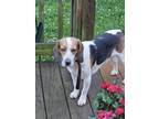 Adopt Ajax a Brown/Chocolate - with White Beagle / Basset Hound / Mixed dog in