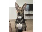Adopt Duchess a Brindle - with White Catahoula Leopard Dog / German Shepherd Dog