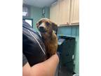 Adopt Brielle - Adoptable a Rat Terrier / Mixed Breed (Medium) / Mixed dog in