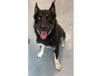 Adopt General a German Shepherd Dog / Husky / Mixed dog in Portland