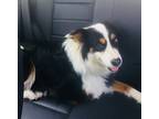 Adopt Bryon a Tricolor (Tan/Brown & Black & White) Australian Shepherd / Mixed