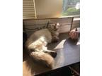 Adopt Finn a Cream or Ivory (Mostly) Siamese / Mixed (long coat) cat in Chico