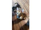 Adopt Mario a Tan/Yellow/Fawn German Shepherd Dog / Retriever (Unknown Type) /