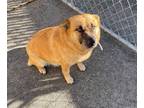 Adopt EMMA a Brown/Chocolate Australian Cattle Dog / Mixed dog in Lancaster