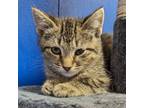 Adopt Zabel a Domestic Shorthair cat in Yankton, SD (41470113)