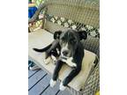 Adopt River a Labrador Retriever / Mixed dog in Tahlequah, OK (41470100)