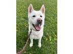Adopt Captain Crunch a Siberian Husky / Mixed dog in Stouffville, ON (41470092)