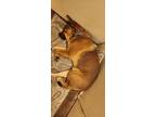 Adopt Tiger a Brown/Chocolate - with Black Golden Retriever / German Shepherd