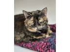 Adopt Millie a Domestic Short Hair