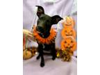 Adopt Georgia a Rat Terrier, Labrador Retriever