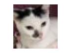 Adopt Betty Lou a Domestic Short Hair