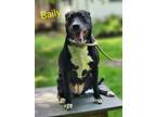Adopt Bailey a Labrador Retriever, Black Labrador Retriever