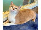 Adopt Nilla a Domestic Short Hair