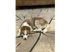 Adopt Madison a Husky