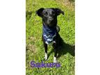 Adopt Sakura 30337 a Labrador Retriever, Mixed Breed